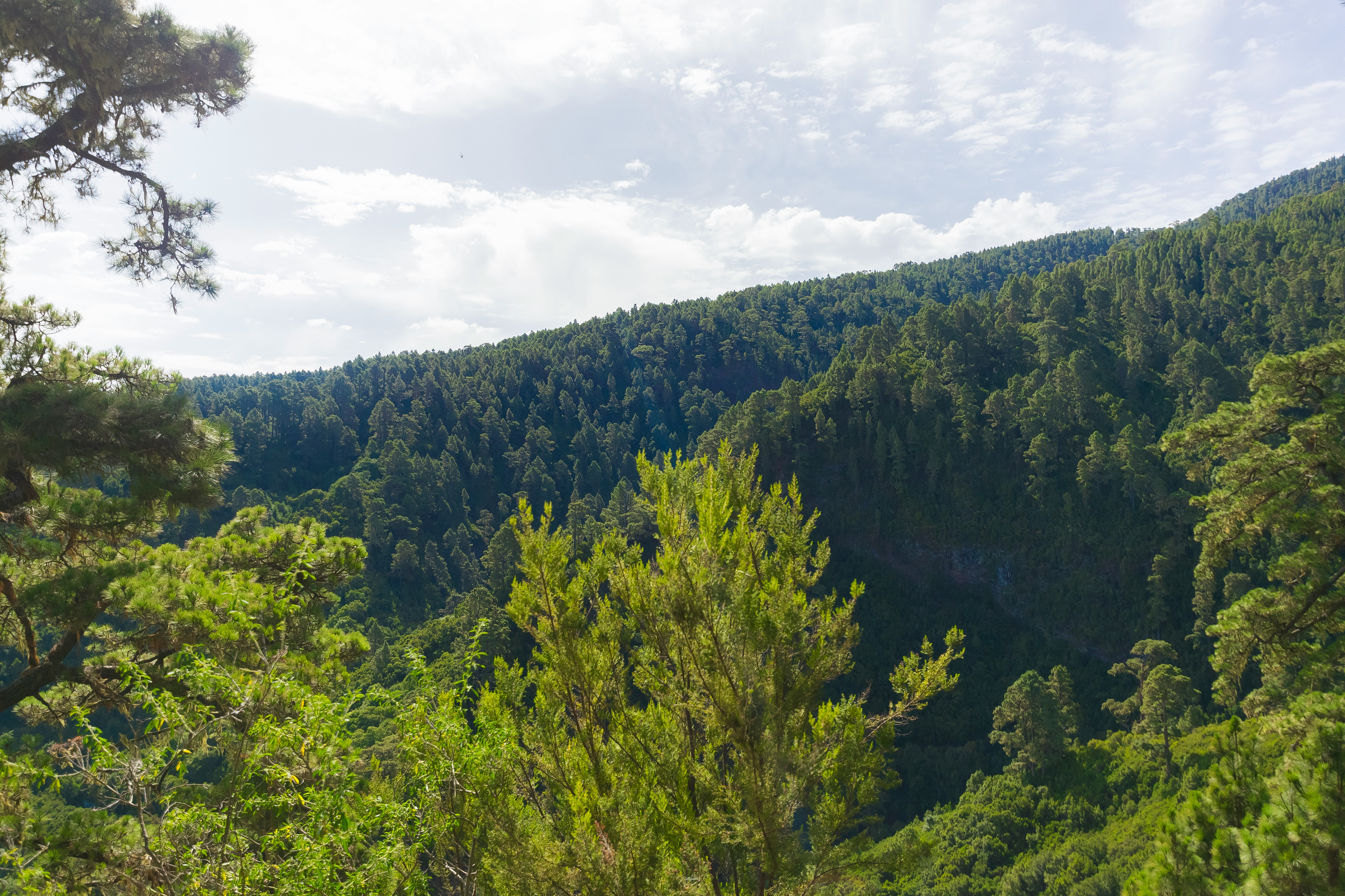 la palma